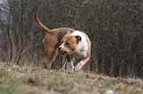 AMSTAFF ADULT 304